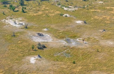 Zürafa ve Zebra Botswana 'daki Okavango Deltasında