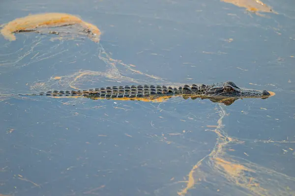 stock image Young Alligator Swimming Through Pollen Coated Waters in the Ernest F.Hollings ACE Basin National Wildlife Refuge in South Carolina