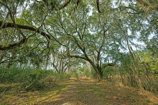 stock image Old Road in Southern Wildlife Refuge in the Ernest F.Hollings ACE Basin National Wildlife Refuge in South Carolina