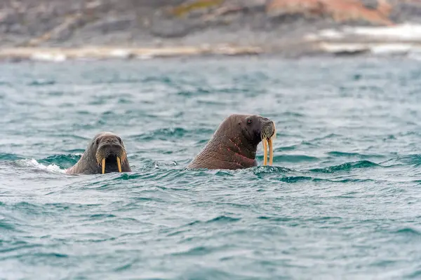 stock image A Pair of Walrus Swimming in the Arctic Ocean near Besselsbreen in the Svalbard Ialnds