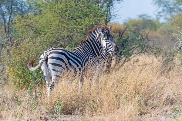 stock image A Zebra in a Remote Grassland close to Maun, Botswana