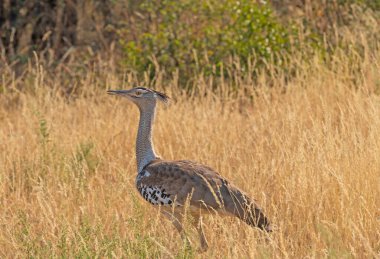 Botswana 'daki Sibuyu Ormanı' ndaki Çimlerde Bir Kori Bustard