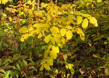 Minnesota 'daki Gunflint Yolu' nda Parlak Sarı ve Kırmızı Kökler Düştü