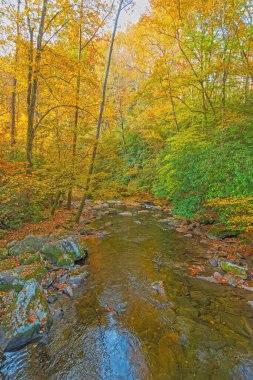 Büyük Smoky Dağları 'ndaki Deep Creek' teki Sessiz Orman Deresi 'nde Sonbahar Leves' i