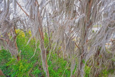 Spanish Moss High in Dormant Trees in the Okefenokee National Wildlife Refuge in Georgia clipart