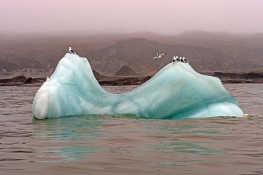 Svalbard Adaları 'ndaki Besselsbreen, Barents Adaları' ndaki Kutup Kıyısı Buzu 'nda Dinlenen Yavrular