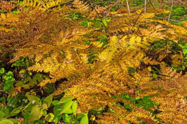 Minnesota 'daki Gunflint Yolu boyunca Sonbaharda Orman Zemininde Benekli Eğreltiotları