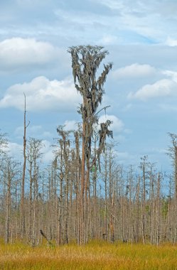 Gürcistan 'daki Okefenokee Ulusal Yaban Hayatı Sığınağı' nda, Sulak Arazi 'nin yukarısında yetişen Dev Kıbrıs Ağacı.