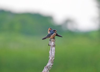 Pair of Barn Swallows on a Dead Tree in the Horicon National Wildlife Refuge in Wisconsin clipart