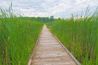 Wisconsin Horicon Bataklığı 'ndaki Bataklık Çayırları' nda Yıpranmış Sahil Yolu