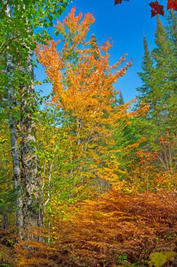 Minnesota 'daki Gunflint Yolu boyunca Sonbahar Ormanında Renkli Ağaçlar ve Eğreltiotları
