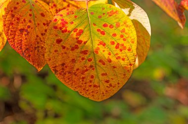 Uniquely Mottled Leaf in the Fall on the Gunflint Trail in Minnesota clipart