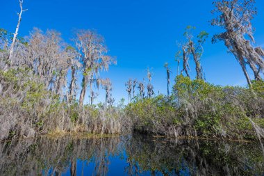 Gürcistan 'daki Okefenokee Ulusal Vahşi Yaşam Sığınağı' ndaki Cypress Bataklığında Nehir Kanalı