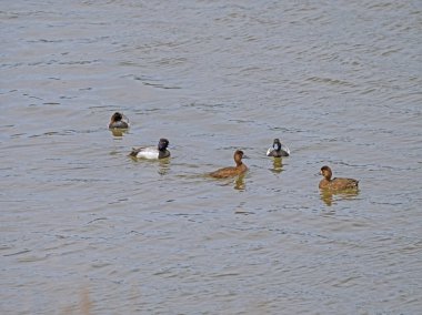 Yellowstone Ulusal Parkı 'ndaki Hayden Vadisi' ndeki Yellowstone Nehri 'nde bir grup daha büyük Scaup.