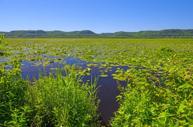 Yaz Yeşili 'ndeki MIssissippi Nehri' nin bataklığı Wisconsin 'deki Trempealeau Ulusal Vahşi Yaşam Sığınağı' nda.