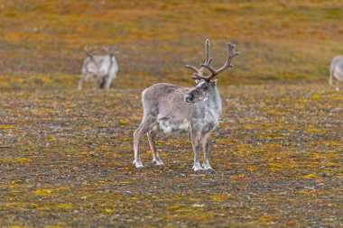 Svalbard Ren Geyiği Kutup Tundrası 'nda Svalbard Adaları' ndaki Kapp Waldburg 'da