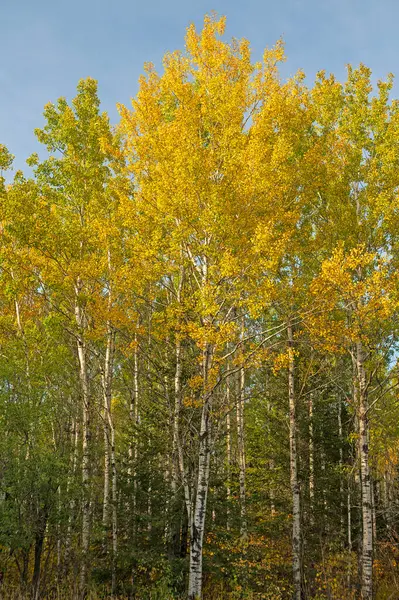 Minnesota 'daki Gunflint Yolu boyunca Sonbaharın Sarısında Huş Ağaçları