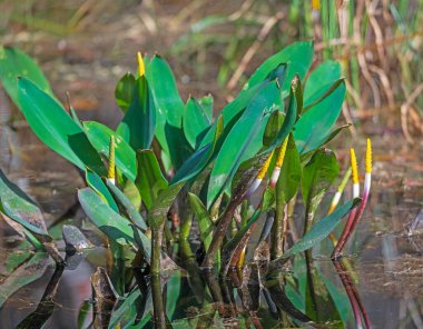 Golden Club Water Plants in the Swamp in the Okefenokee National Wildlife Refuge in Geogia clipart