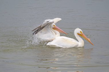 Pelican Sıçrıyor ve Kanatlarını çırpıyor Port Aransas, Teksas