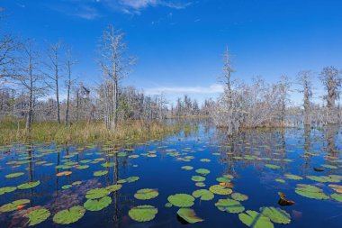 Gürcistan 'daki Okefenokee Ulusal Yaban Hayatı Sığınağı' ndaki Lily Pad 'lerinde yetişen Cypress Ağaçları