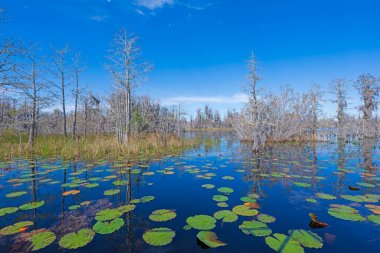 Cypress Trees Growing in the Lily Pads in the Okefenokee National Wildlife Refuge in Georgia clipart