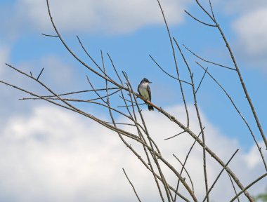 Wisconsin 'deki Trempealau Ulusal Vahşi Yaşam Sığınağı' nda Mississippi Nehri boyunca uzanan Doğu Kralkuşu.