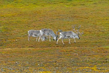 Küçük bir ren geyiği sürüsü Svalbard Adalarında Tundra 'yı otlatıyor.