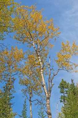 Autumn Leaves on a Birch Reaching to the Sky on the Gunflint Trail in Minnesota clipart