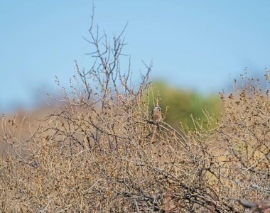 New Mexico 'daki Organ Dağları' ndaki Çalılıklarda Siyah Boğumlu Serçe
