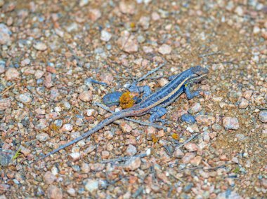 Texas Rose Bellied Lizard in the in the Desert in the Santa Ana National Wildlife Refuge in Texas clipart