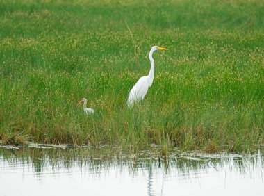 Great Egret ve White Ibis in Wetland Grass in Swanta Ana National Wildlife Refuge in Texas