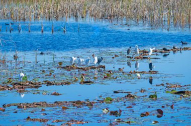 Küçük Mavi Balıkçıl ve Karlı Akbalıkçıl Florida 'daki St. Marks Ulusal Vahşi Yaşam Sığınağı' nda