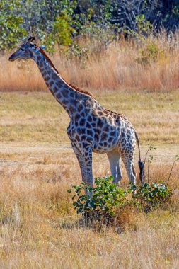 Giraffe in the Savannah Grasses Near Matobo National Park in Zimbabwe clipart