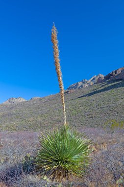 New Mexico 'daki Organ Dağları' ndaki Çöldeki Yalnız Yucca Sapığı