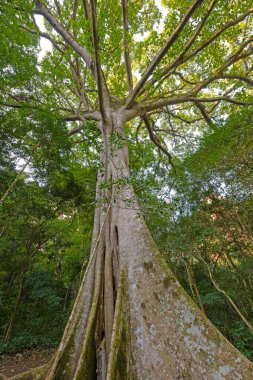 Bolivya 'daki Amboro Ulusal Parkı' ndaki And Dağları 'ndaki Uzun Ağaçlar