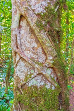 Strangler Fig Growing Around a Jungle Tree in Amboro National Park in Bolivia clipart