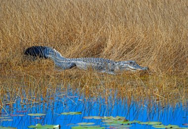 Timsah Florida 'daki St. Marks Ulusal Vahşi Yaşam Sığınağı' ndaki Bataklık Çayırlarında Dinleniyor