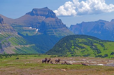 Bighorn Sheep in a Spectacular Alpine Setting in Glacier National Park in Montana clipart