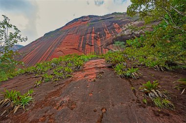 Bolivya 'daki Amboro Ulusal Parkı' nda Bromeliad 'larla kaplı dik uçurumlar
