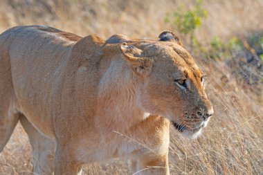 Zimbabwe 'deki Hwang Ulusal Parkı' nda, Veldt 'te devriye gezen dişi aslan.