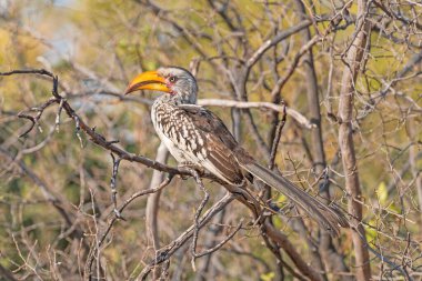 Zimbabve 'deki Hwange Ulusal Parkı' ndaki bir ağaçtaki Güney Sarı Faturalı Borazan.
