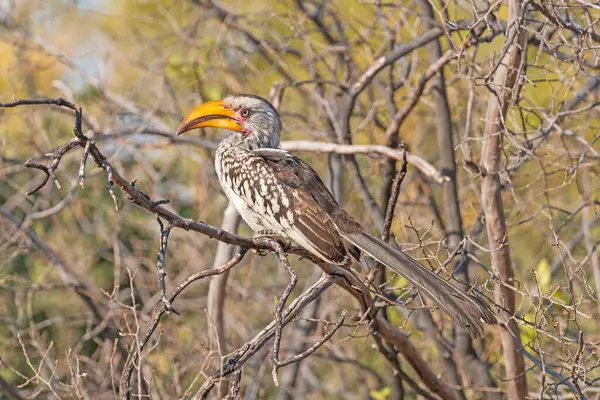 Zimbabve 'deki Hwange Ulusal Parkı' ndaki bir ağaçtaki Güney Sarı Faturalı Borazan.