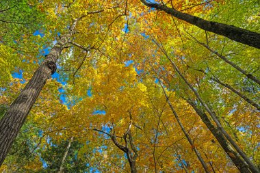 Michigan 'daki Percupine Dağları Eyalet Parkı' nda Renkli Yapraklar Katedrali Altında Yürümek