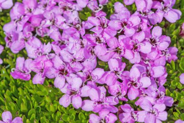 Varsolbukta 'daki Arktik Tundra' daki Moss Campion 'un yakın görüntüsü, Svalbard Adalarındaki Bellsund
