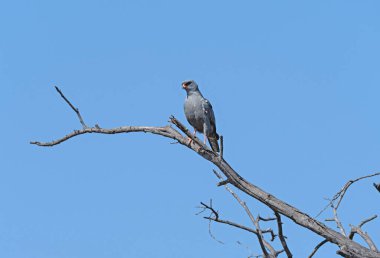 Zimbabwe 'deki Hwange Ulusal Parkı' nda avını arayan Kara İlahili bir Kara Şahin.