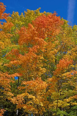 Michigan 'daki Kirpi Dağları' ndaki Sonbahar Ormanında Parlak Renkler