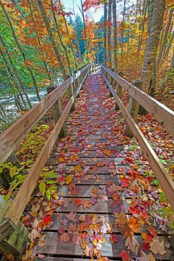 Yaprak kaplı sahil geçidi Presque Adası Riverin 'de, Michigan' daki Kirpi Dağları 'nda.