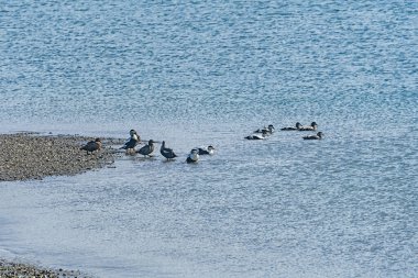 Svalbard Adaları 'ndaki Kuzey Kutbu' nda bir Eider Sürüsü