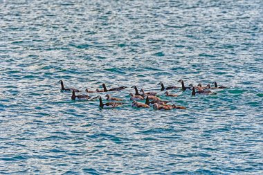 Svalbard Adalarındaki Kuzey Kutbu 'nda Büyük Barnacle Kazları Sürüsü