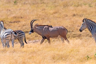 Zimbabve 'deki Hwange Ulusal Parkı' nda Zebra Sürüsü 'nün ortasında Roan Antilop